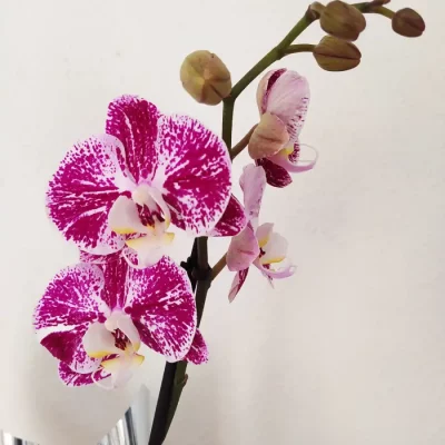 S2 orquideas
